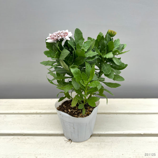 オステオスペルマム：プリンセス（八重）ガトーショコラ3.5号ポット