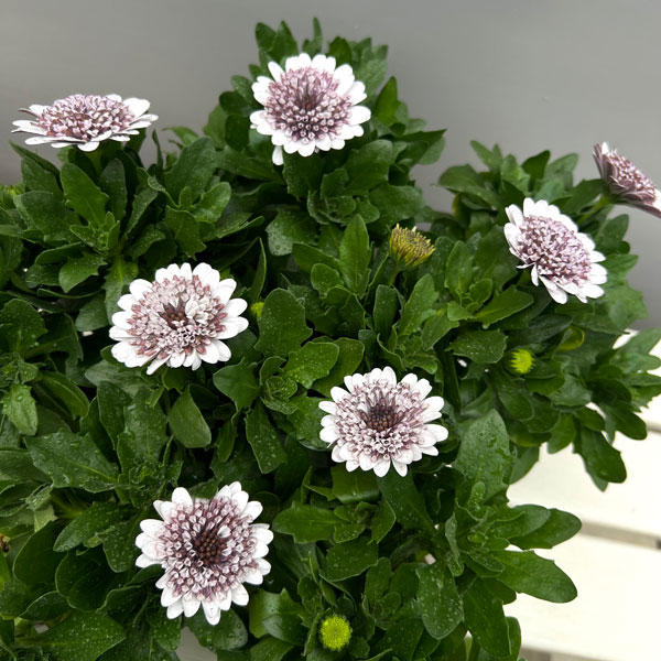 オステオスペルマム：プリンセス（八重）ガトーショコラ3.5号ポット