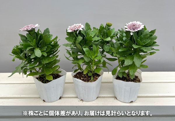 オステオスペルマム：プリンセス（八重）ガトーショコラ3.5号ポット