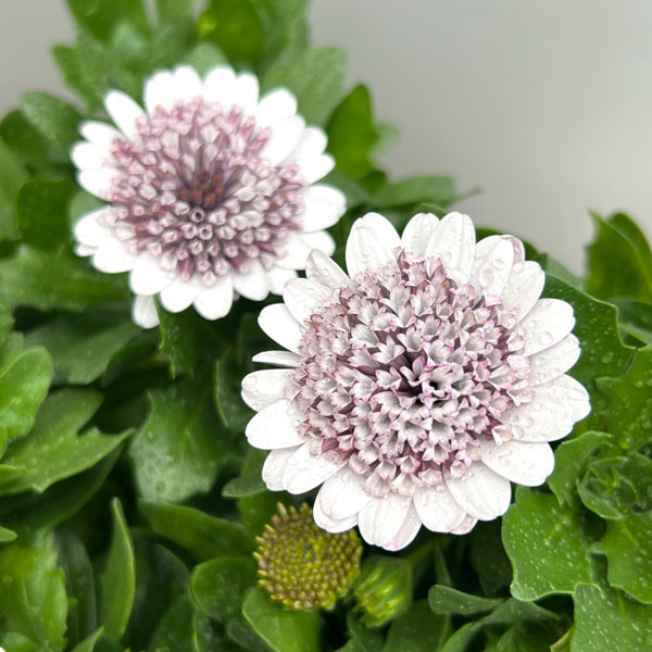 オステオスペルマム：プリンセス（八重）ガトーショコラ3.5号ポット