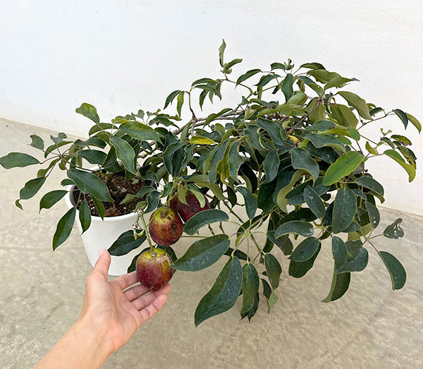 ムベ6号鉢植え[実付き]