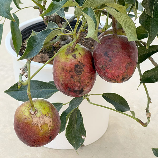 ムベ6号鉢植え[実付き]