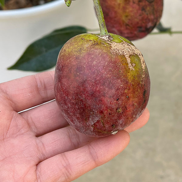 ムベ6号鉢植え[実付き]