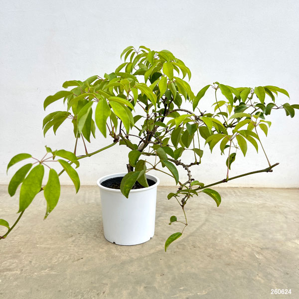 （わけあり特価）ムベ6号鉢植え