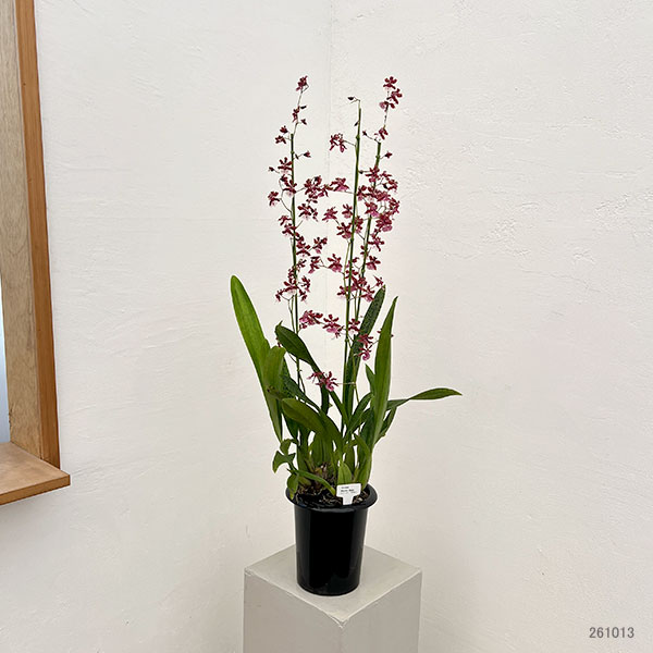オンシジウム:シャリーベイビースイートフラグランス6号鉢植え花3本立ち