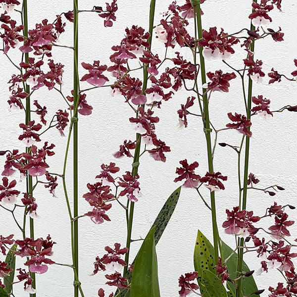 オンシジウム:シャリーベイビースイートフラグランス6号鉢植え花3本立ち