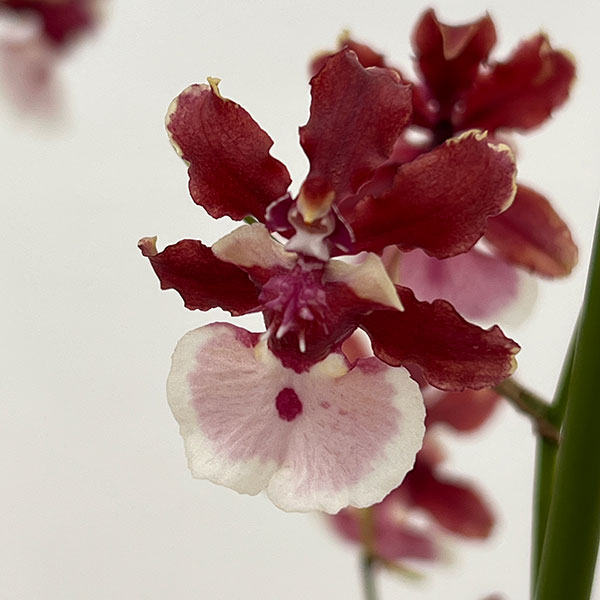 オンシジウム:シャリーベイビースイートフラグランス6号鉢植え花3本立ち