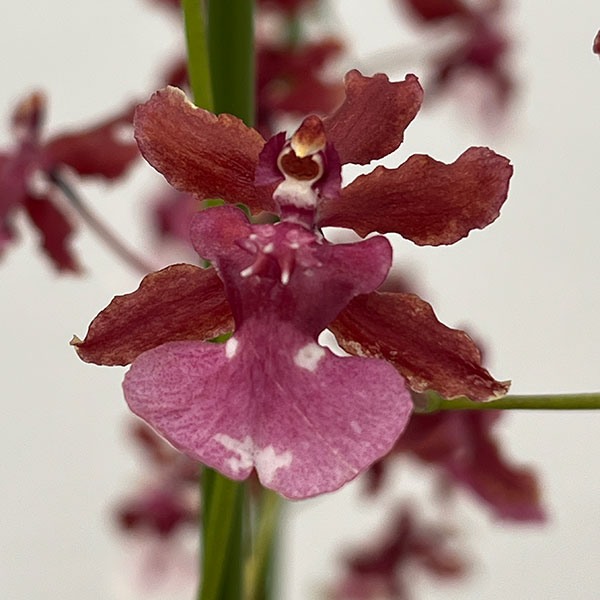 オンシジウム:シャリーベイビースイートフラグランス6号鉢植え花3本立ち