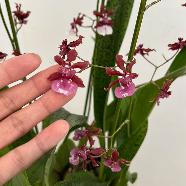オンシジウム:シャリーベイビースイートフラグランス6号鉢植え花3本立ち
