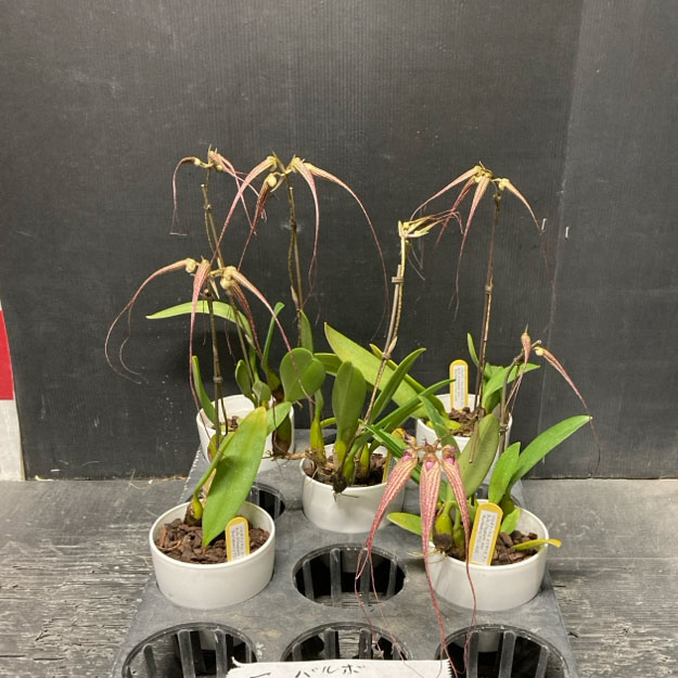 バルボフィラム エリザベスアン 3号ポット花2本立ち