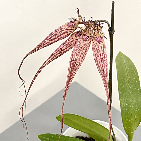 バルボフィラム　エリザベスアン 3号ポット花２本立ち