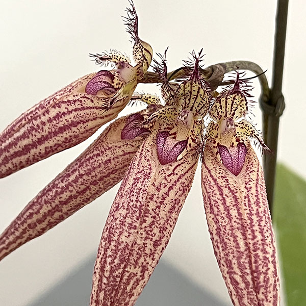 バルボフィラム　エリザベスアン 3号ポット花２本立ち