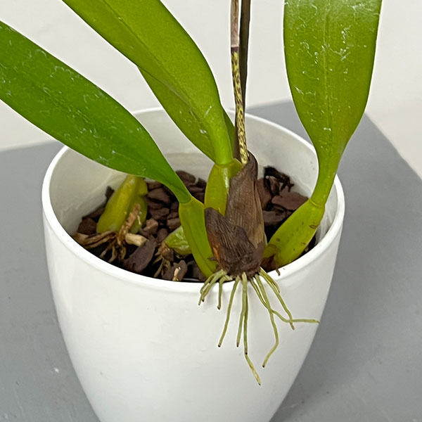 バルボフィラム　エリザベスアン 3号ポット花２本立ち