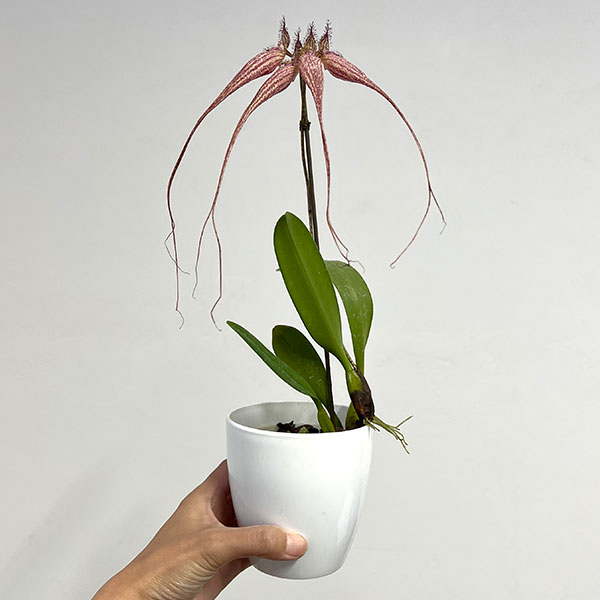 バルボフィラム　エリザベスアン 3号ポット花２本立ち