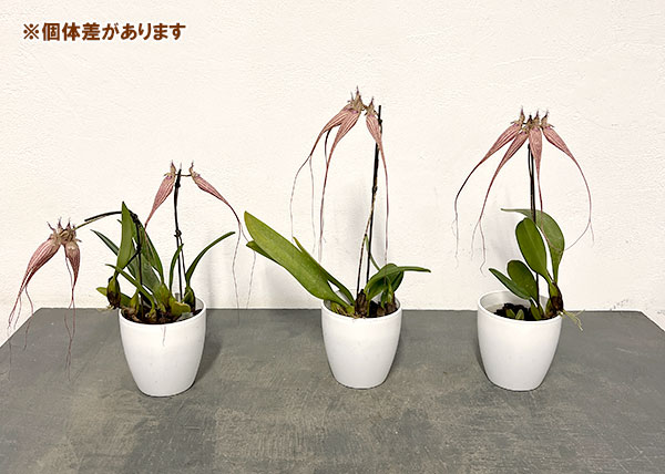 バルボフィラム　エリザベスアン 3号ポット花２本立ち