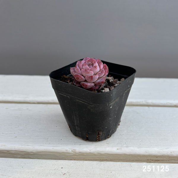 エケベリア:リトルパール 2.5号