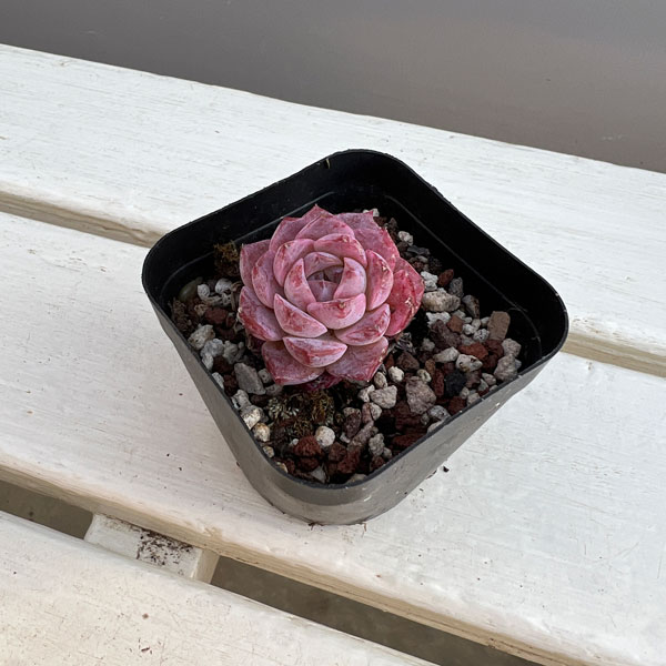 エケベリア:リトルパール 2.5号