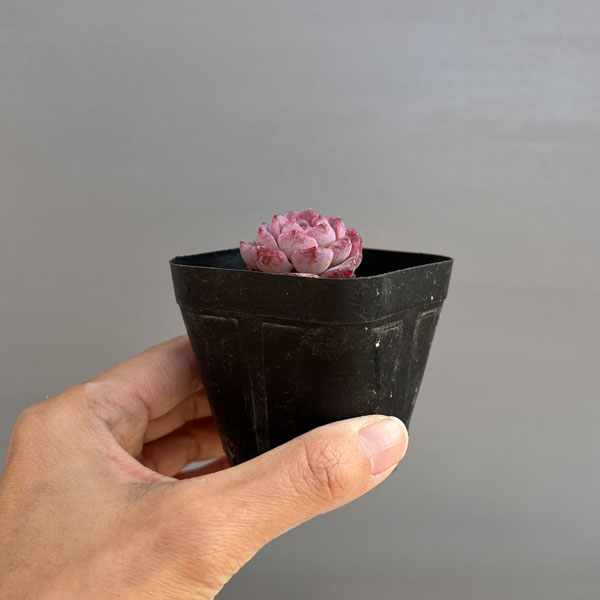 エケベリア:リトルパール 2.5号