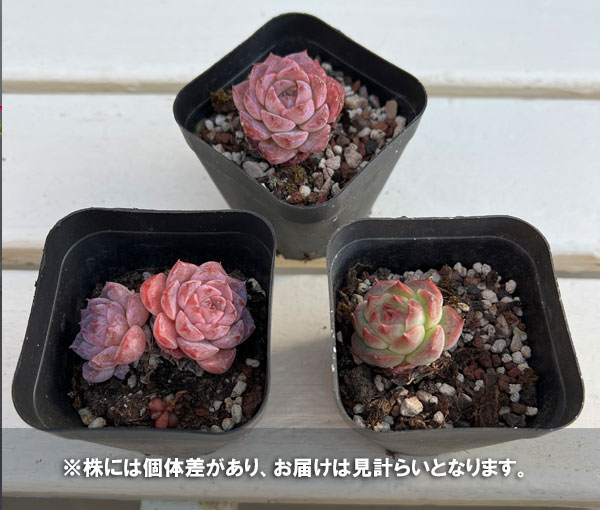 エケベリア:リトルパール 2.5号