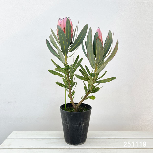 [ザ・ファームセレクト]プロテア：オーストラリスピンク　5号鉢植え