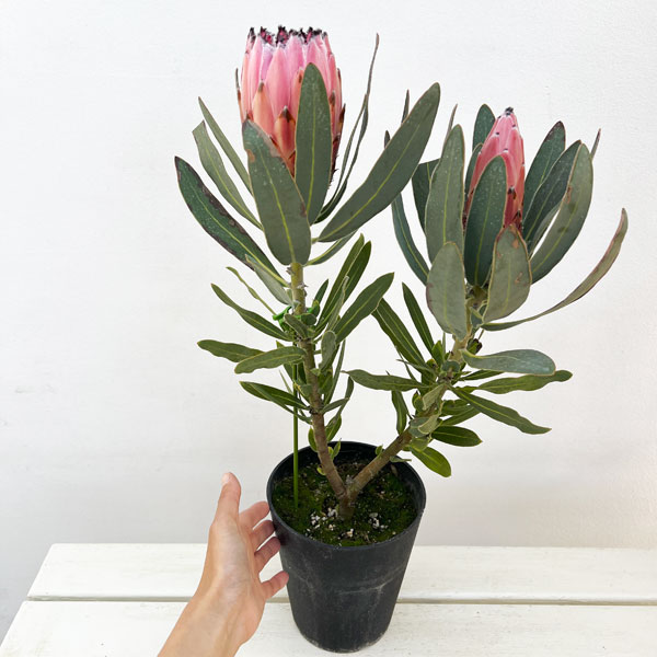 [ザ・ファームセレクト]プロテア：オーストラリスピンク　5号鉢植え