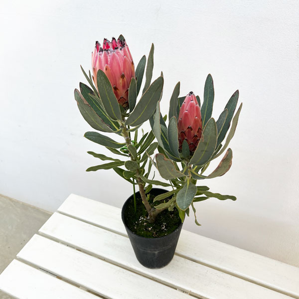 [ザ・ファームセレクト]プロテア：オーストラリスピンク　5号鉢植え