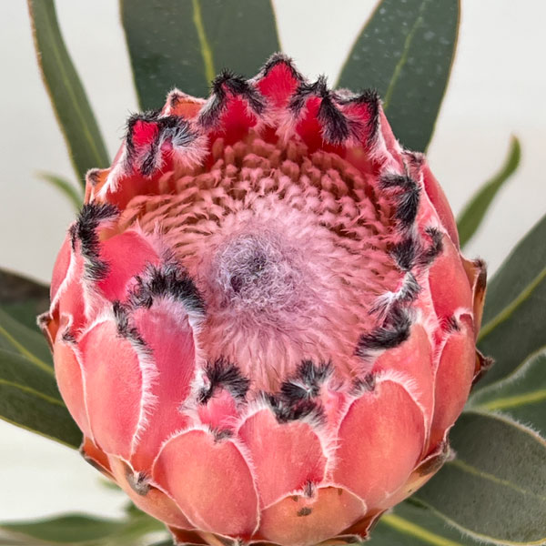 [ザ・ファームセレクト]プロテア：オーストラリスピンク　5号鉢植え