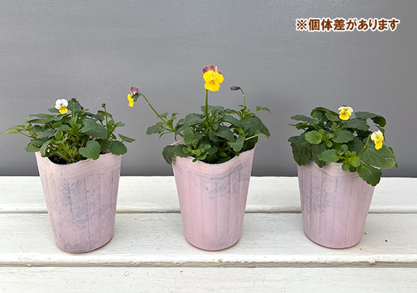 ビオラ：ナノ2.5号ロングポット