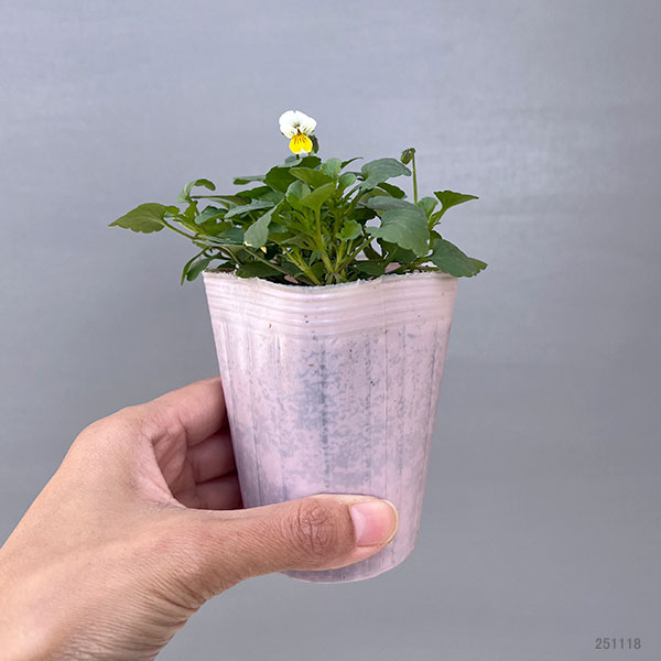 ビオラ：ナノ2.5号ロングポット