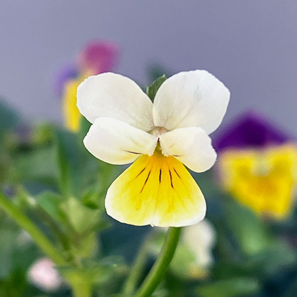 ビオラ：ナノ2.5号ロングポット