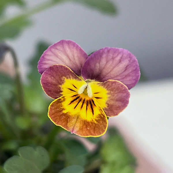 ビオラ：ナノ2.5号ロングポット