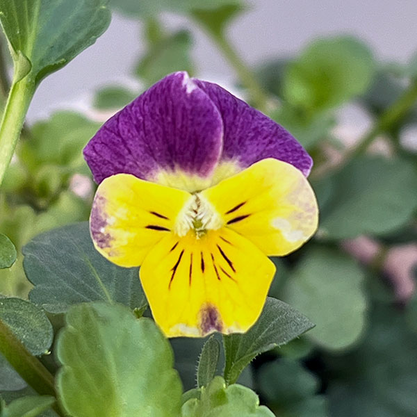 ビオラ：ナノ2.5号ロングポット