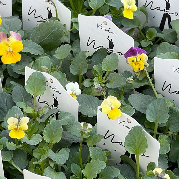 ビオラ：ナノ2.5号ロングポット