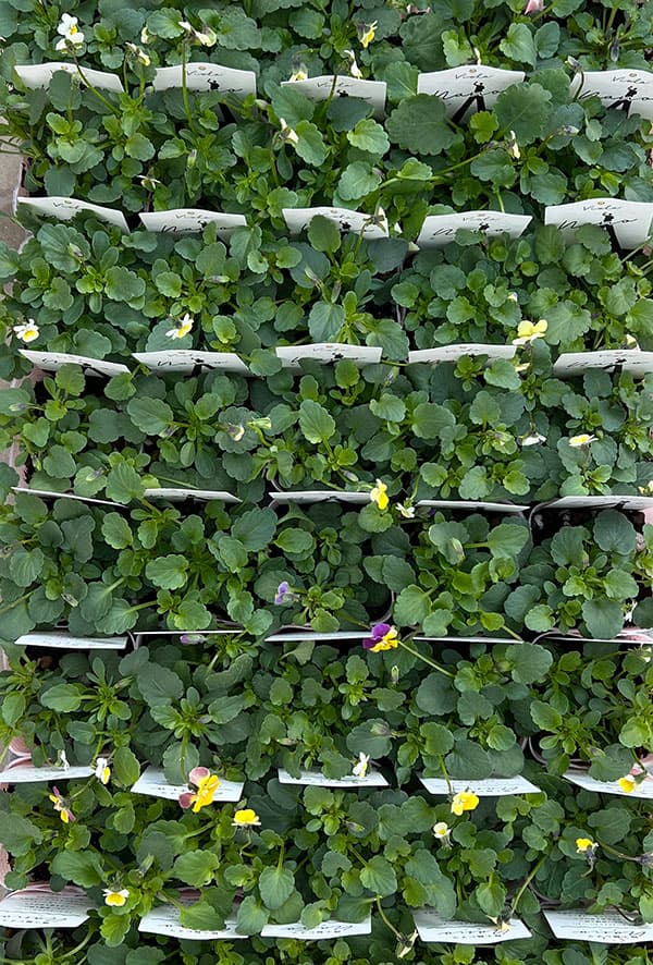 ビオラ：ナノ2.5号ロングポット