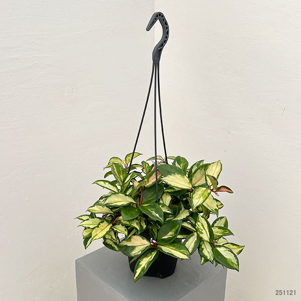 ホヤ：カルノーサ　トリカラー　5号吊り鉢