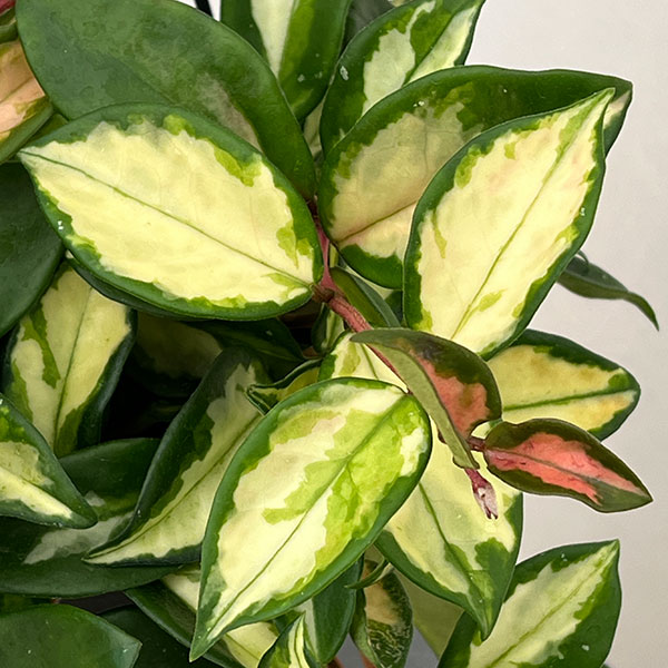 ホヤ：カルノーサ　トリカラー　5号吊り鉢