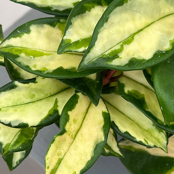 ホヤ：カルノーサ　トリカラー　5号吊り鉢