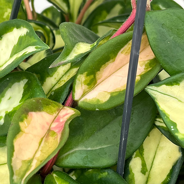 ホヤ：カルノーサ　トリカラー　5号吊り鉢