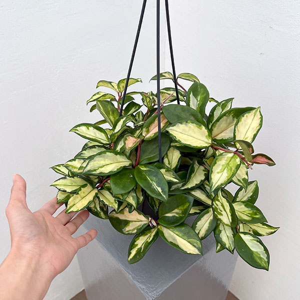 ホヤ：カルノーサ　トリカラー　5号吊り鉢