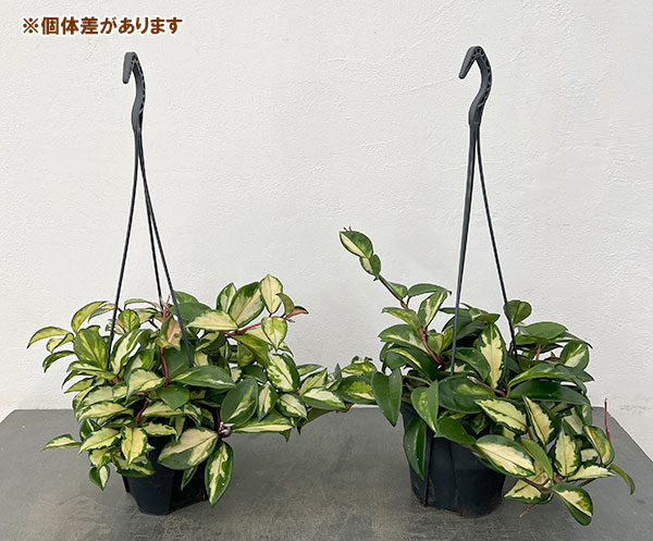 ホヤ：カルノーサ　トリカラー　5号吊り鉢