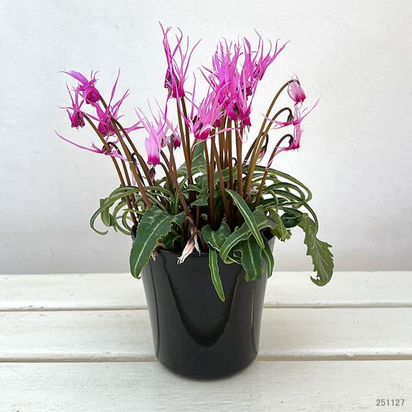 シクラメン:ピーコック4号鉢