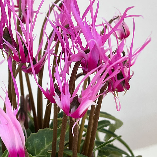 シクラメン:ピーコック4号鉢