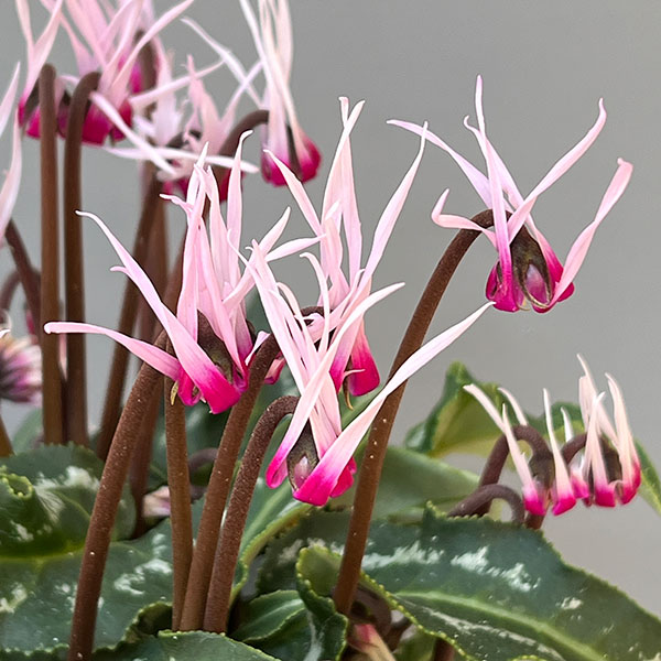 シクラメン:ピーコック4号鉢