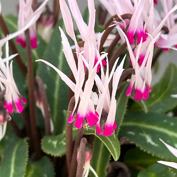 シクラメン:ピーコック4号鉢