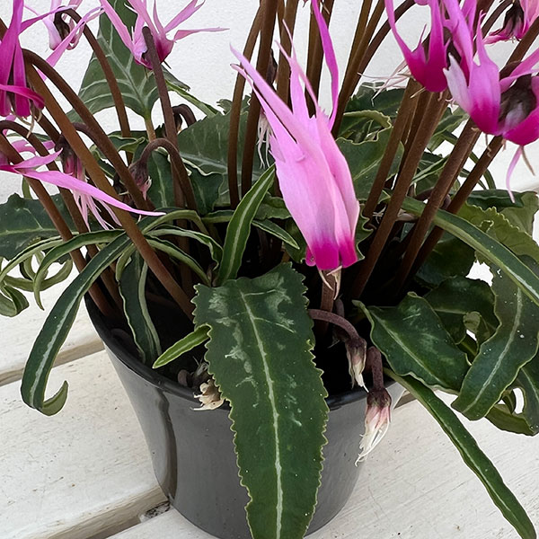 シクラメン:ピーコック4号鉢