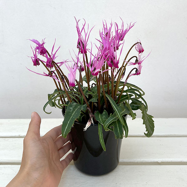 シクラメン:ピーコック4号鉢