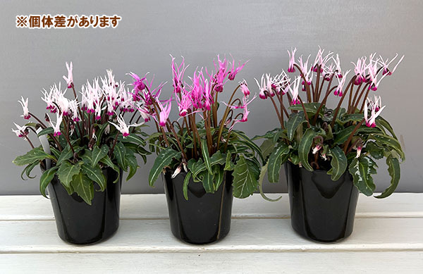 シクラメン:ピーコック4号鉢