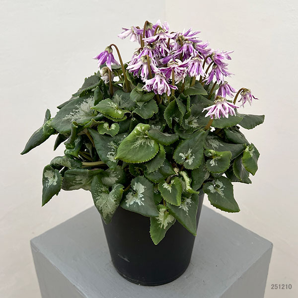 シクラメン:胡蝶クリスタータ5号鉢