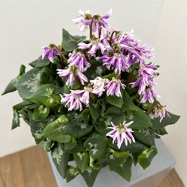 シクラメン:胡蝶クリスタータ5号鉢