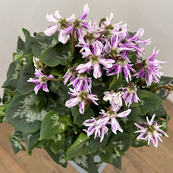 シクラメン:胡蝶クリスタータ5号鉢